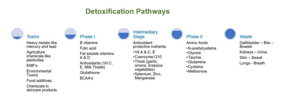 Detoxification pathways chart